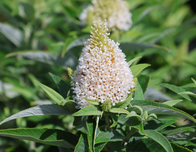 Buddleja davidii Little White pitică
