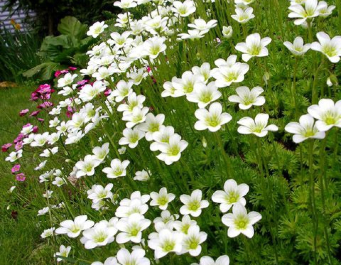Saxifraga Findling