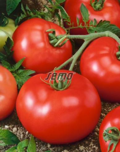Semo Semințe de tomate pitice ´Tereza F1´