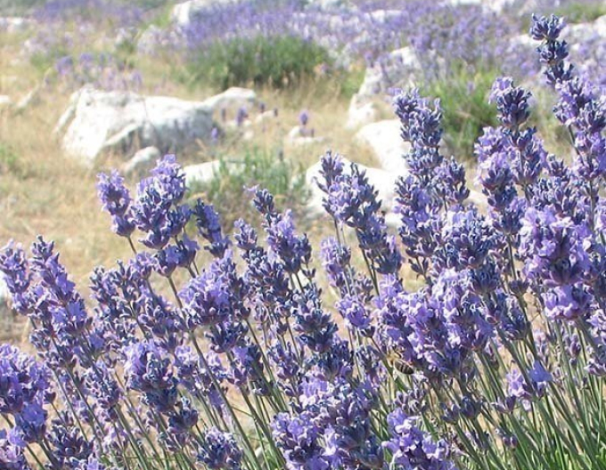 Lavanda englezeasca ´Vera´