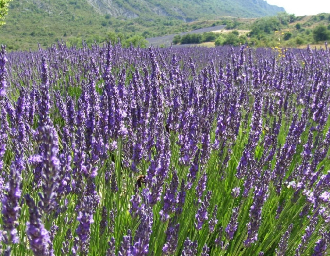 Lavanda englezeasca ´Vera´