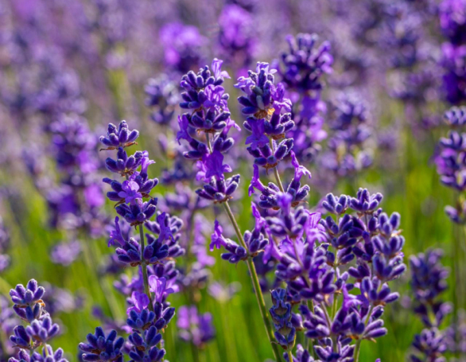 Lavanda englezeasca ´Vera´