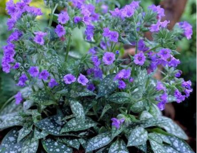 Lungwort Doamna Moon