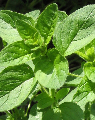 Oregano [MĂGHIRAN SĂLBATIC]