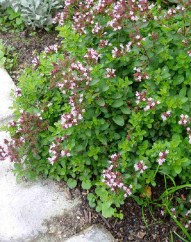 Oregano [MĂGHIRAN SĂLBATIC]