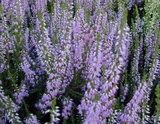Iarbă neagră violet