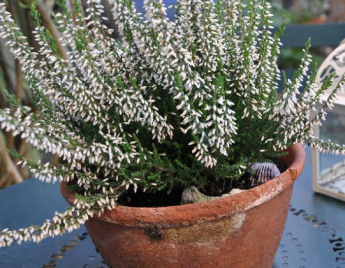 Iarbă neagră„erica„