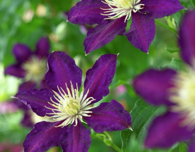 Clematis Vagabondul