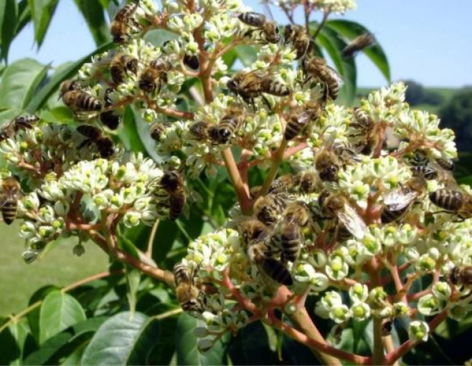 Evodia - copacul albinelor