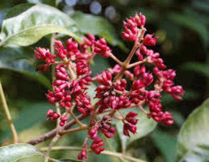 Evodia - copacul albinelor