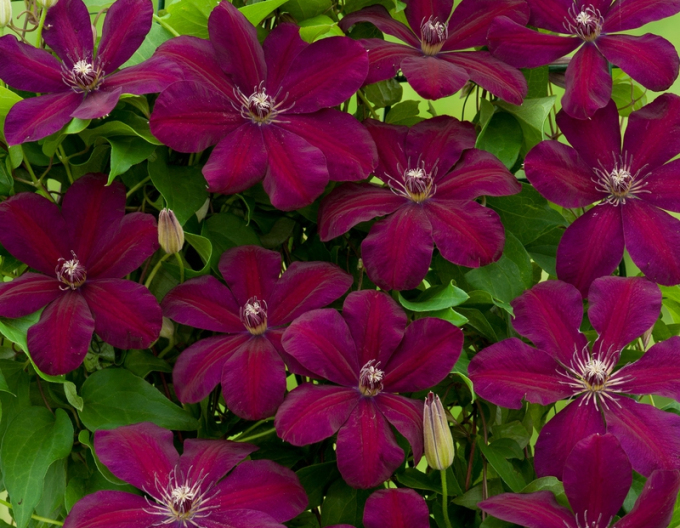 Clematis de Westerplatte