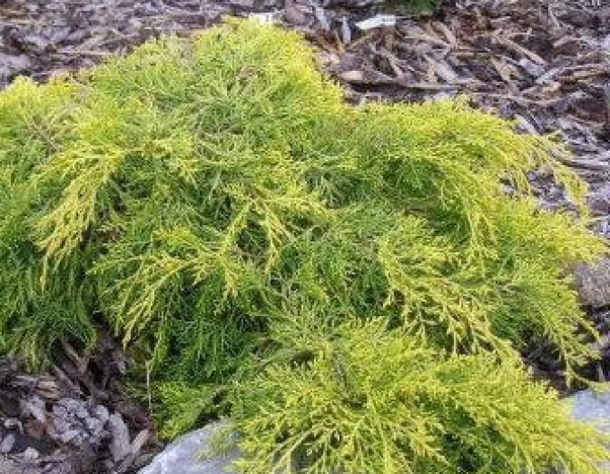 Ienupăr media King of Spring( Juniperus media King of Spring)