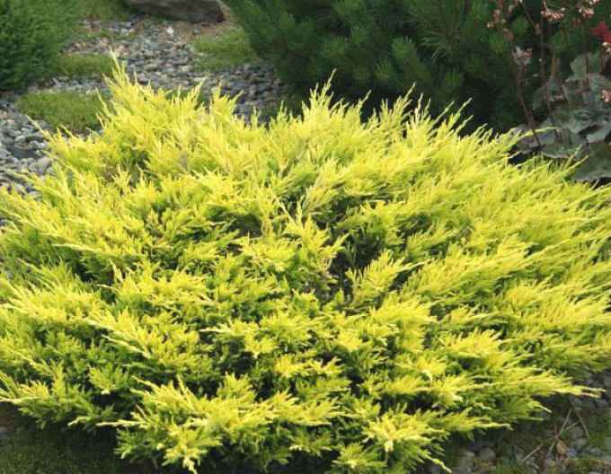 Ienupăr cu răspândire Lime Glow