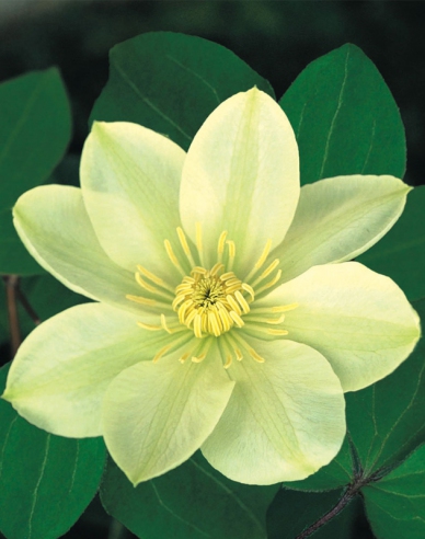 Clematis Guernsey Cremă