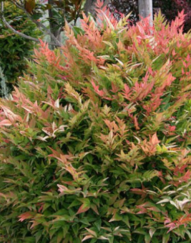 Nandina ´Gulf Stream´ 20/25cm