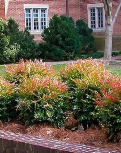 Nandina ´Gulf Stream´ 20/25cm