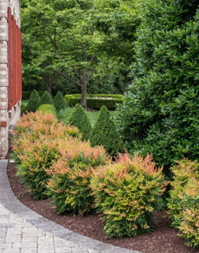 Nandina ´Gulf Stream´ 20/25cm