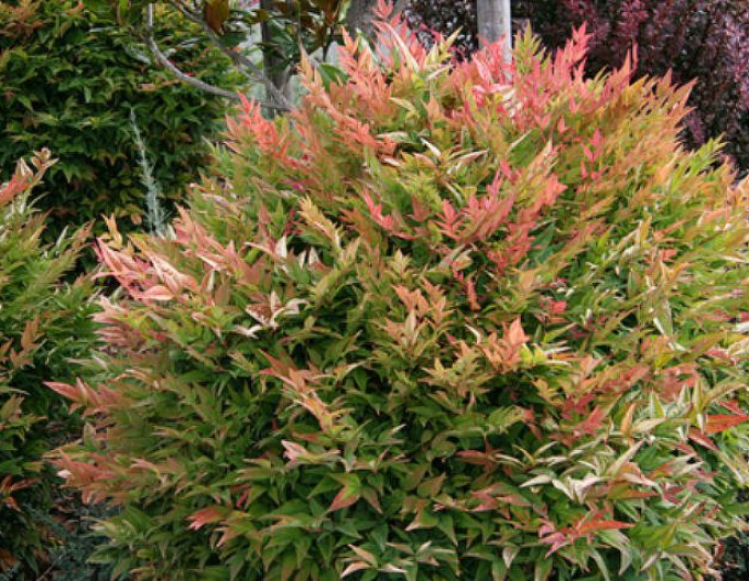 Nandina ´Gulf Stream´ 30cm