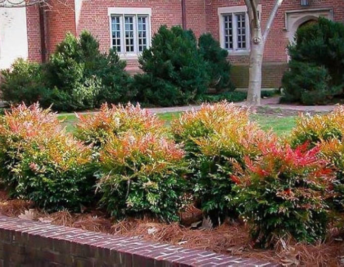 Nandina ´Gulf Stream´ 30cm
