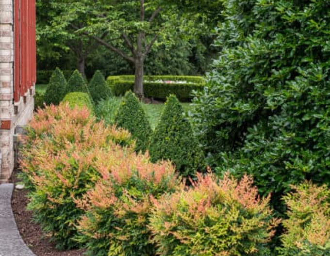 Nandina ´Gulf Stream´ 30cm