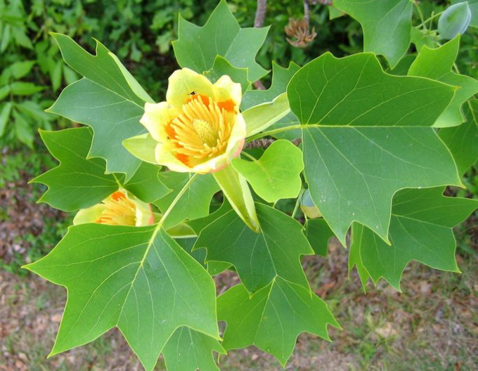 Arbore de lalea 80 cm (Liriodendron tulipifera)