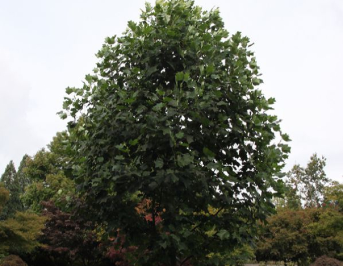 Arbore de lalea 80 cm (Liriodendron tulipifera)