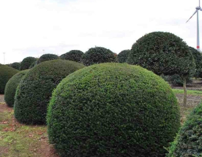 Cimiriș-Buxus - În formă de minge