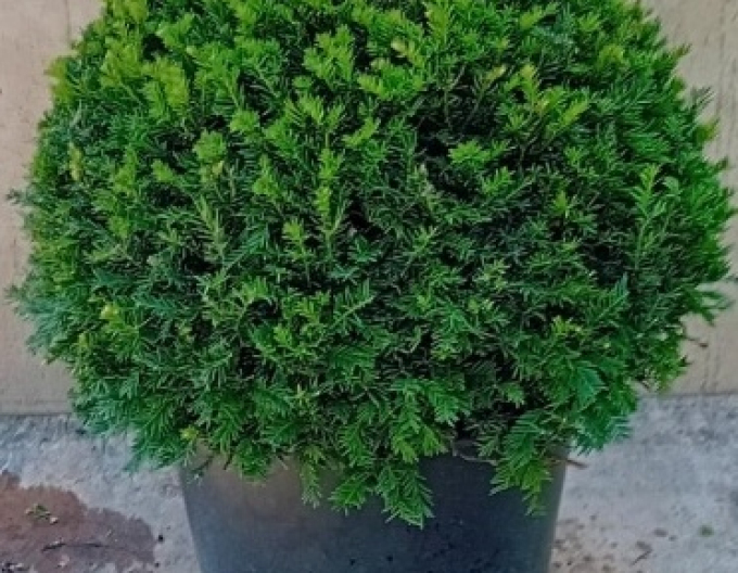 Cimiriș-Buxus - În formă de minge