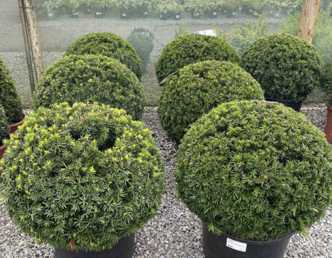 Cimiriș-Buxus - În formă de minge