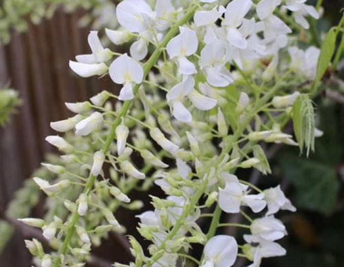 Wisteria chineză Longhisima Alba
