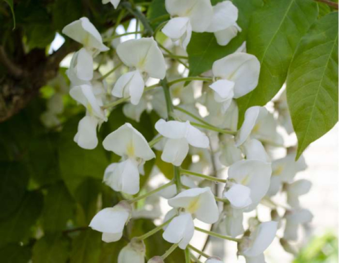 Wisteria chineză Longhisima Alba