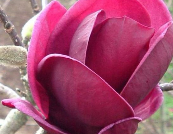 Magnolia ´Genie´