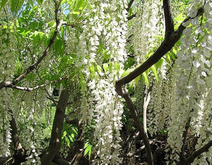 Wisteria chineză Longhisima Alba