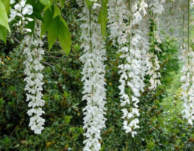Wisteria chineză Longhisima Alba