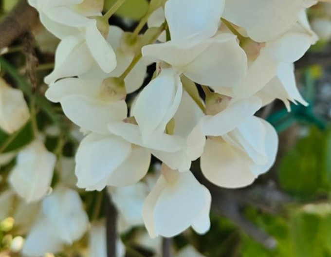 Glicină  Wisteria înflorită Capitan Fuji