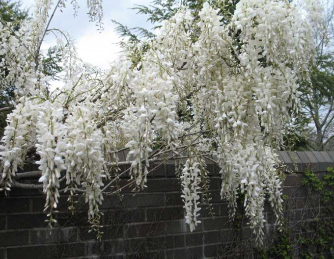 Glicină  Wisteria înflorită Capitan Fuji