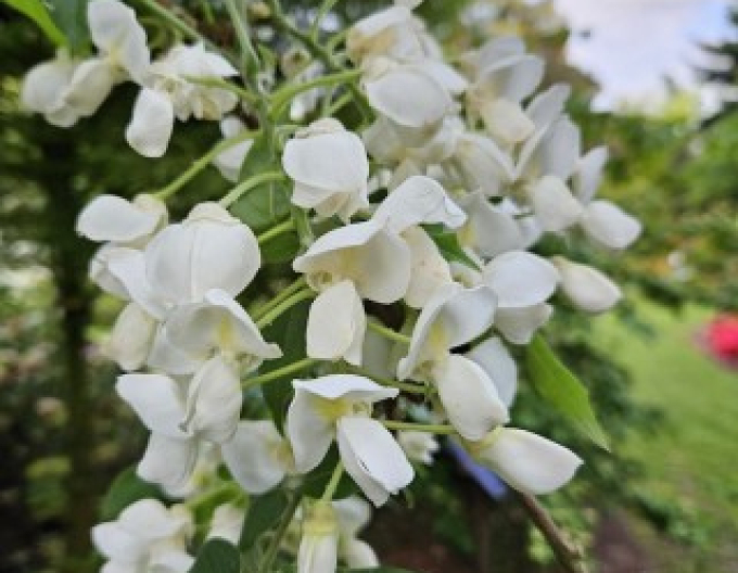 Glicină  Wisteria înflorită Capitan Fuji