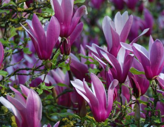 Magnolia floarea de crin