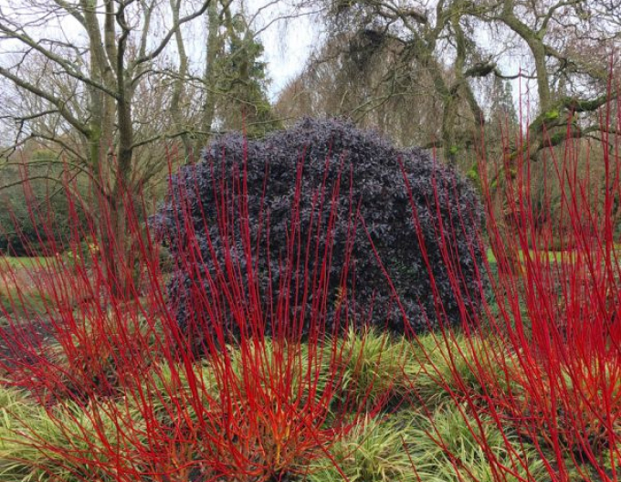 Cornus siberian alb ´Sibirica´