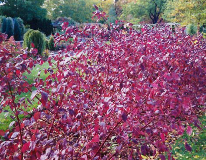 Cornus siberian alb ´Sibirica´