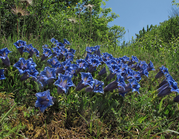 Gentina fără tulpină