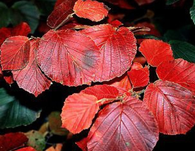 Hamamel "Ruby Glow"