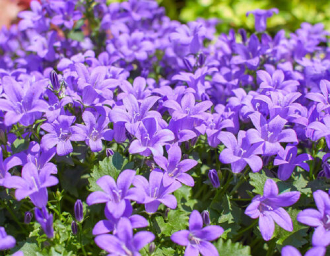 Clopot "Albastru"