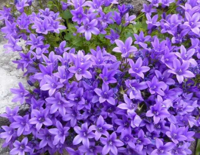 Clopot "Albastru"