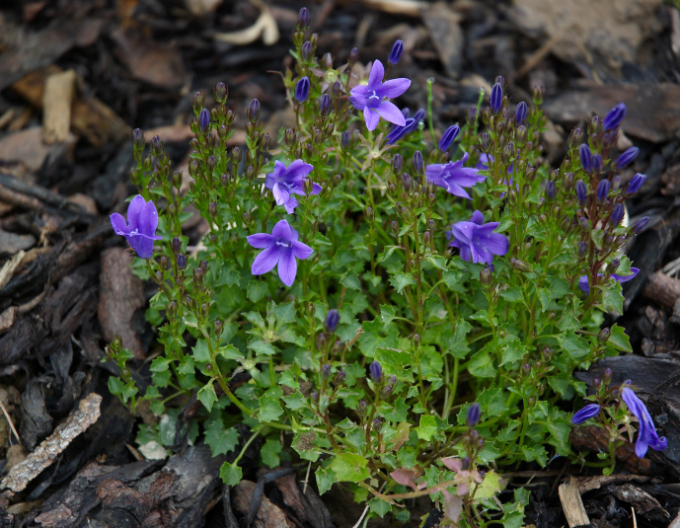 Clopot "Albastru"