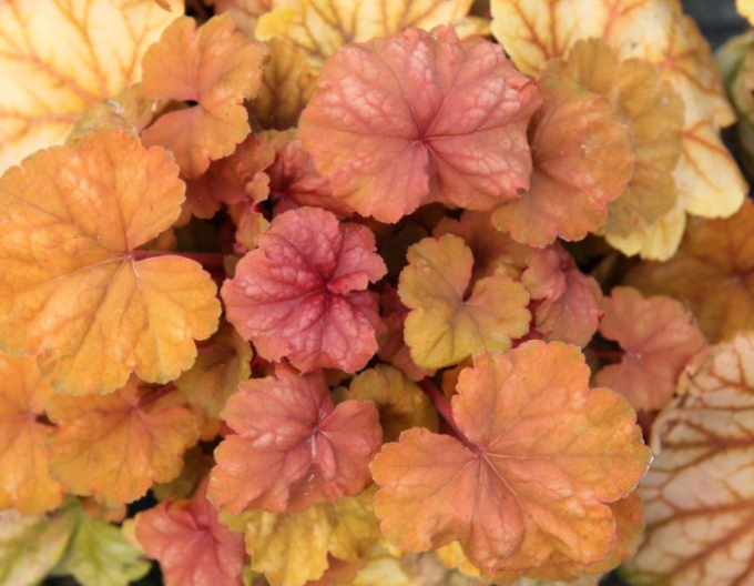 Heuchera ´Champagne´
