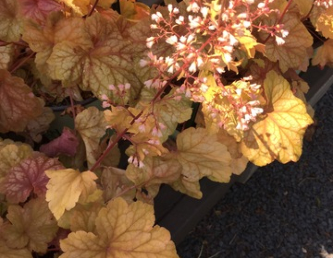 Heuchera ´Champagne´