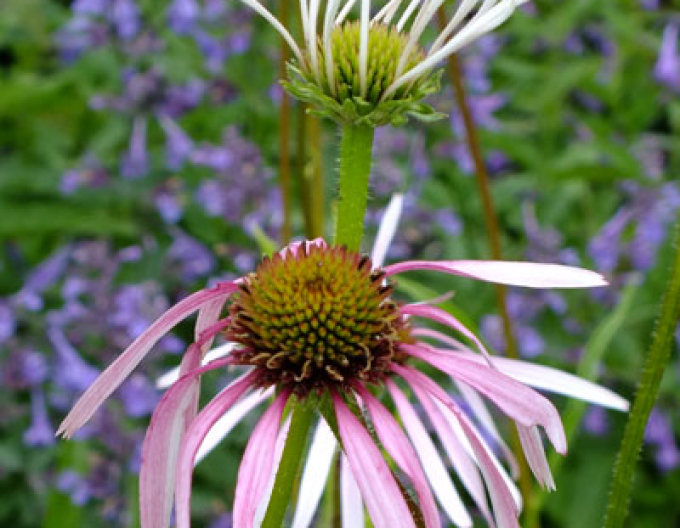 Echinacea Pallida ´Hula Dancer´