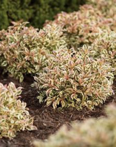 Weigela florida Monet