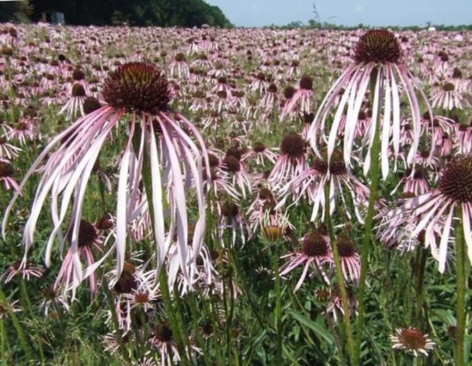 Echinacea Pallida ´Hula Dancer´